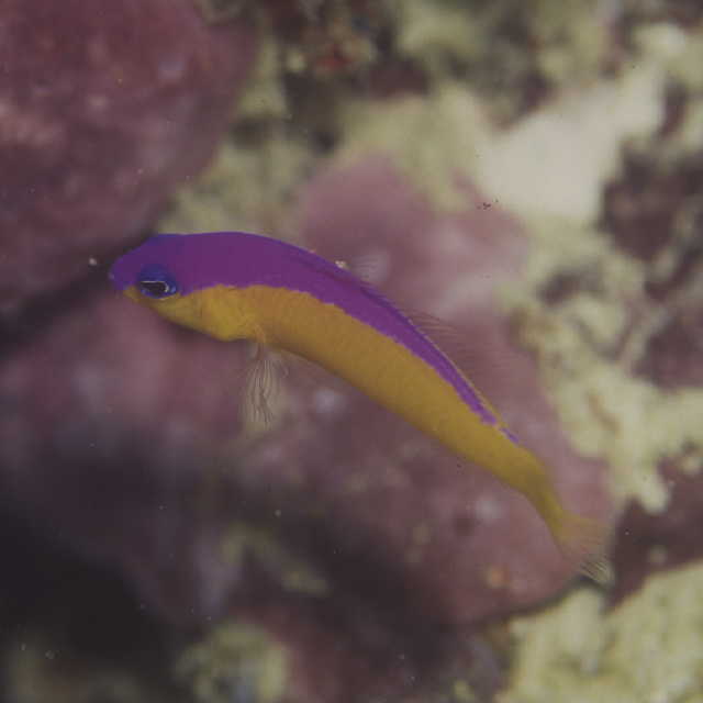 Pictichromis diadema